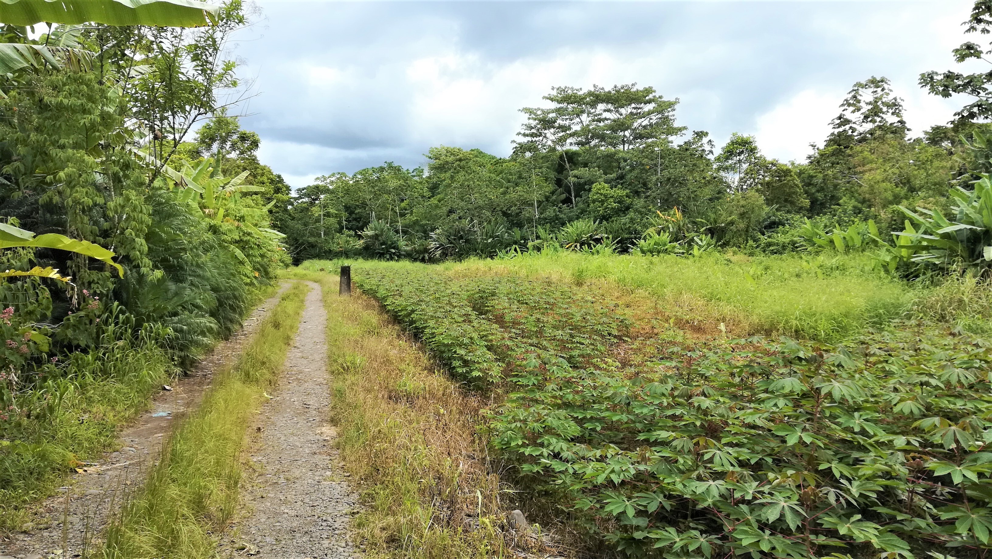 Photo 1 of Finca Limón Guácimo (4362-1)
