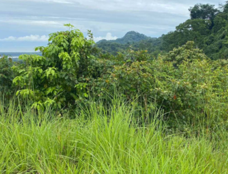 Photo 1 of Finca Puntarenas Osa (9835-1)