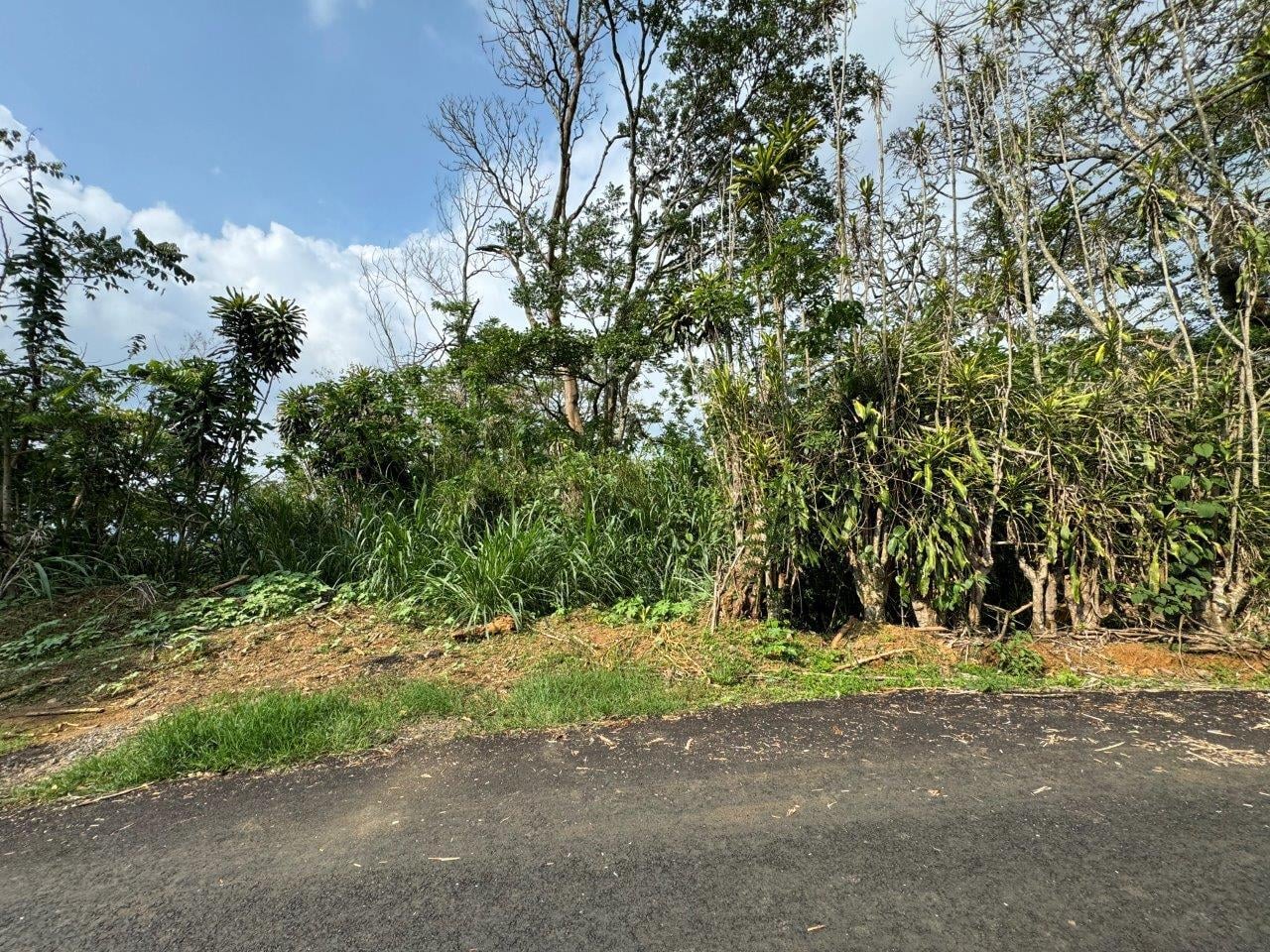 Fotografía 1 de Terreno Alajuela Palmares (6962-2)