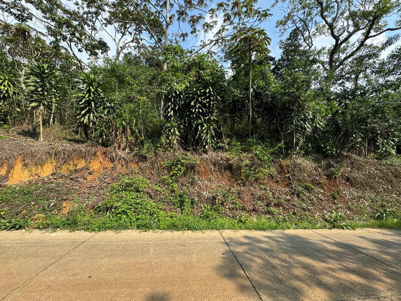 Fotografía 1 de Terreno Alajuela Palmares (6962-1)