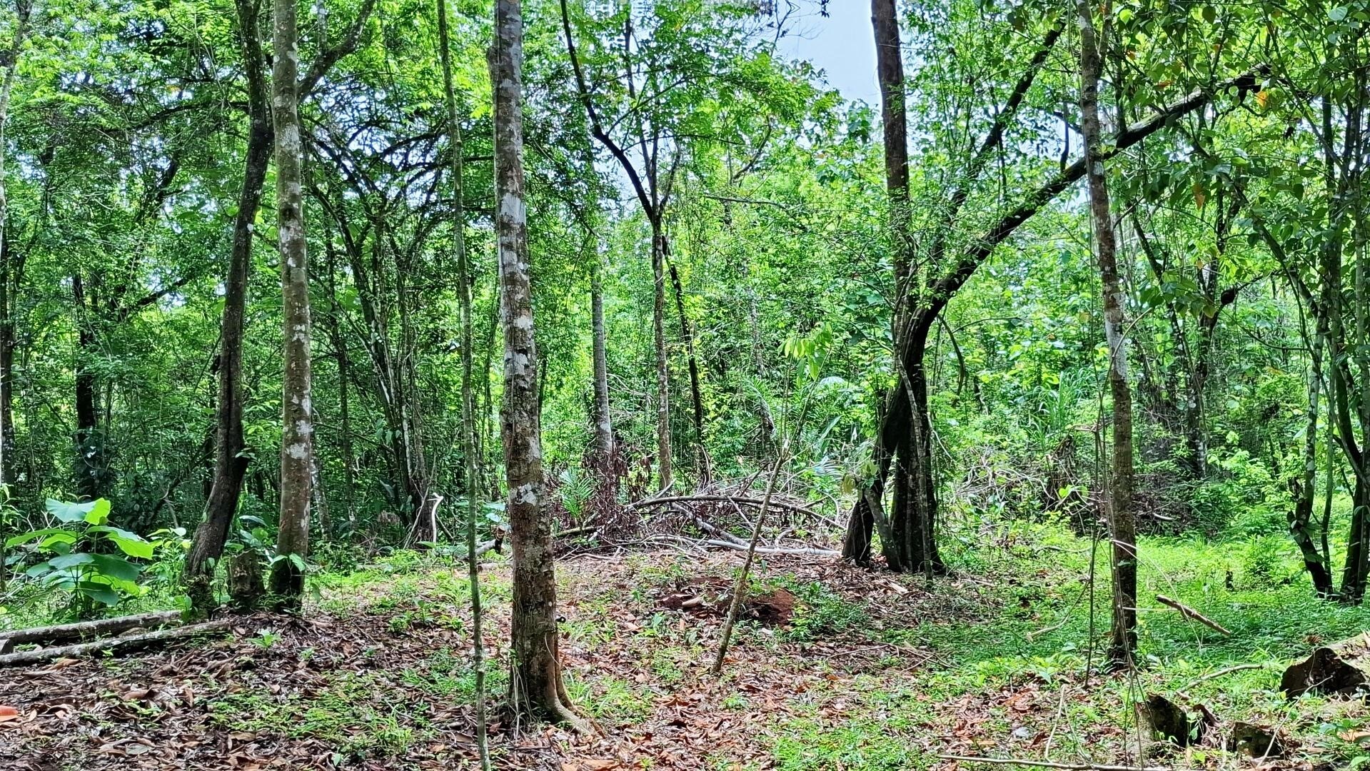 Fotografía 1 de Finca Puntarenas Parrita (7001-1)