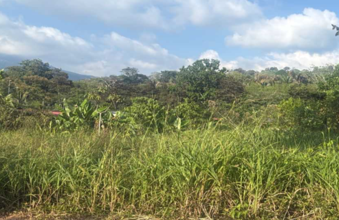 Photo 1 of Terreno Puntarenas Osa (10133-1)
