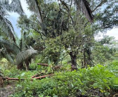Fotografía 1 de Terreno Puntarenas, Osa (7809-1)